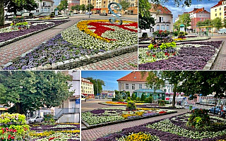 Elbląg walczy o tytuł najpiękniej ukwieconego miasta w Polsce